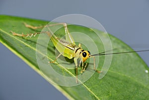 Green Cricket
