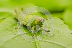 Green Cricket
