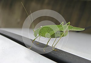 Green cricket