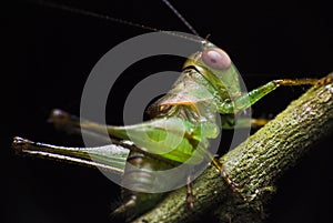 Green cricket