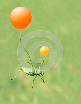 Green cricket and airballoon photo