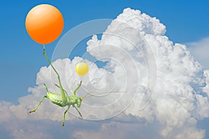 Green cricket and airballoon photo