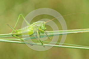 Green cricket