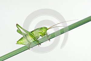 Green cricket