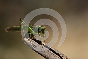 Green Cricket with long antenne on a green leaf.