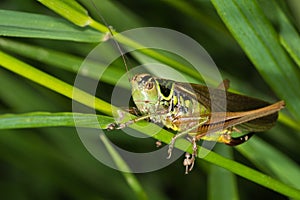 Green cricket makro closeup