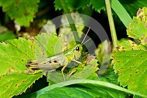 Green cricket makro closeup