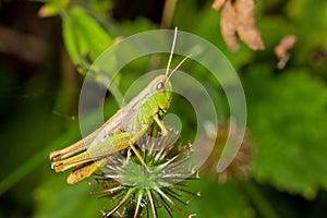 Green cricket makro closeup