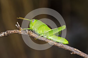 Green cricket makro closeup