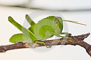 Green cricket makro closeup