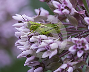 Green Cricket Resting On Milkweed