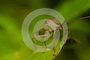 Green cricket spikes, katydid or grasshopper insect macro photo