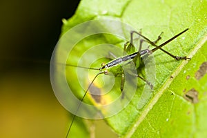 Green cricket with sword shaped tail and spikes, katydid or grasshopper insect attached to a leaf macro closeup photo