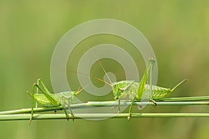 Green cricket
