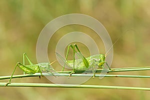 Green crickets