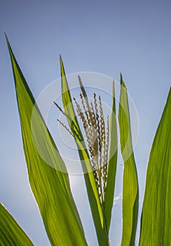 The green of cron leaf