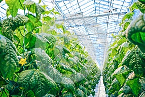 Green crop in modern greenhouse