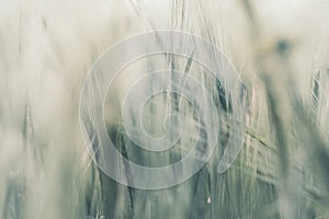 Green crop of wheat, Nature composition