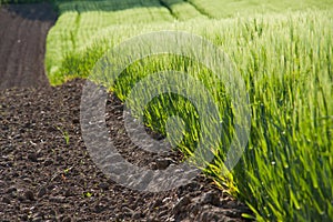 Green crops