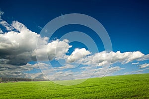 Green crops and cloudy sky