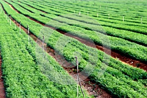 Green Crops in a Field