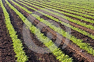 Green Crops in a Field