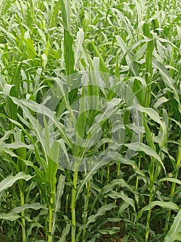Green crops field