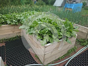 Green crops on high garden bed