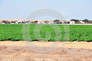 Green crops in the Negev desert Israel