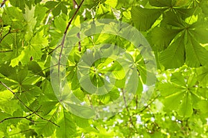 Green crown of chestnut leaves. Natural background, summer concept