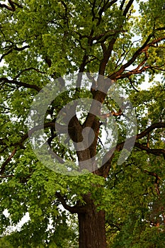 Green crown of secular oak close-up