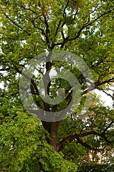 Green crown of secular oak close-up