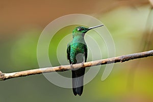 Green-crowned Brillant, Heliodoxa jacula