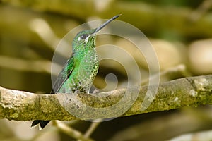 Green-crowned Brilliant