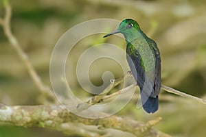 Green-crowned Brilliant