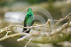 Green-crowned Brilliant