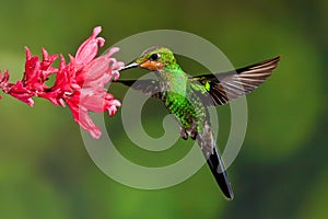 Green Crowned Brilliant photo