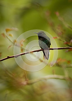 Green-crowned brilliant in Costa Rica