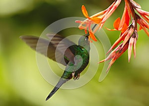 Green-crowned brilliant in Costa Rica