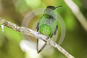 Green-crowned Brilliant. Curi Cancha, Costa Rica photo