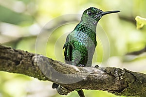 Green-crowned Brilliant. Curi Cancha, Costa Rica