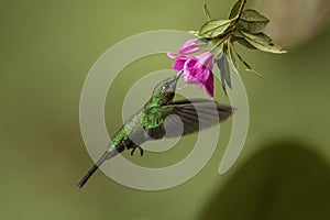 Green-crowned brilliant feeding in flight from a blooming flower head