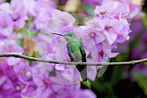 Green-crowned Brilliant Female  844392