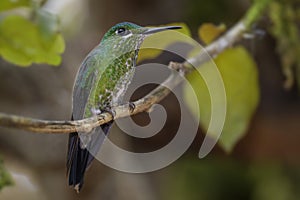 Green-crowned Brilliant - Heliodoxa jacula