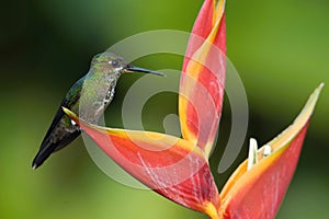 The Green-crowned Brilliant, Heliodoxa jacula