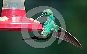 Green-crowned brilliant Heliodoxa jacula, adult male