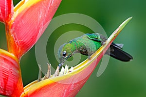 Green-crowned Brilliant, Heliodoxa jacula, with beautiful red flower. Bird sucking nectar. Wildlife scene from nature, Costa Rica.