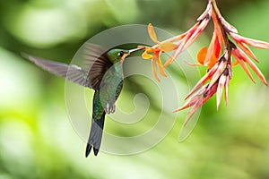 Green-crowned Brilliant, Heliodoxa jacula, hovering next to orange flower, bird from mountain tropical forest, Costa Rica