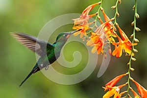 Green-crowned Brilliant, Heliodoxa jacula, hovering next to orange flower, bird from mountain tropical forest, Costa Rica