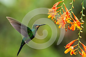 Green-crowned Brilliant, Heliodoxa jacula, hovering next to orange flower, bird from mountain tropical forest, Costa Rica